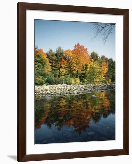 Vermont, Autumn Colors of Sugar Maple Trees Along a Stream-Christopher Talbot Frank-Framed Photographic Print