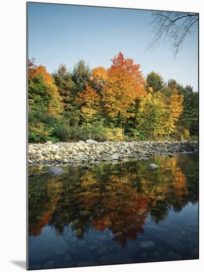 Vermont, Autumn Colors of Sugar Maple Trees Along a Stream-Christopher Talbot Frank-Mounted Photographic Print