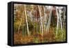 Vermont Birches-Larry Malvin-Framed Stretched Canvas