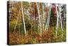 Vermont Birches-Larry Malvin-Stretched Canvas