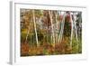 Vermont Birches-Larry Malvin-Framed Photographic Print