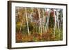 Vermont Birches-Larry Malvin-Framed Photographic Print