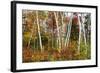 Vermont Birches-Larry Malvin-Framed Photographic Print