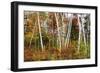 Vermont Birches-Larry Malvin-Framed Photographic Print