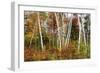 Vermont Birches-Larry Malvin-Framed Photographic Print