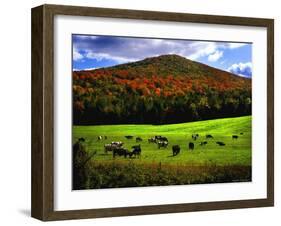 Vermont Cows-Jody Miller-Framed Photographic Print