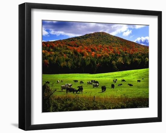 Vermont Cows-Jody Miller-Framed Photographic Print