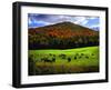 Vermont Cows-Jody Miller-Framed Photographic Print