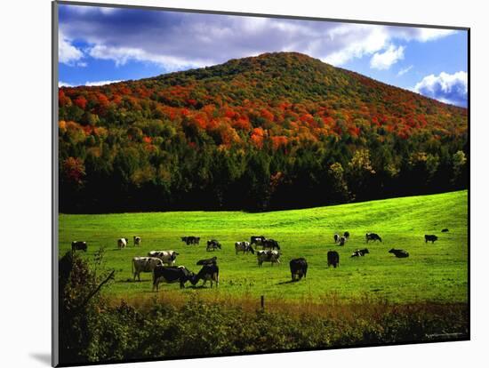 Vermont Cows-Jody Miller-Mounted Photographic Print