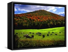 Vermont Cows-Jody Miller-Framed Stretched Canvas