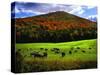 Vermont Cows-Jody Miller-Stretched Canvas