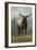 Vermont - Elk Scene-Lantern Press-Framed Art Print