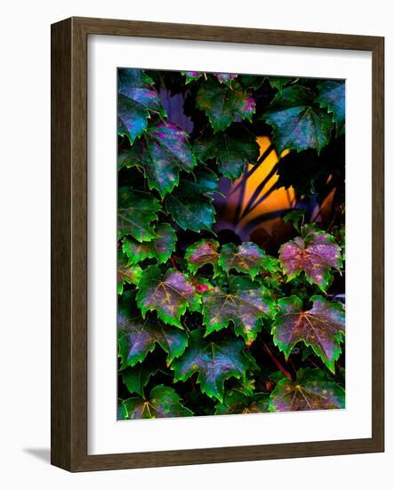 Vermont Lit Window & Ivy-Steven Maxx-Framed Photographic Print