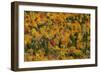 Vermont's Glory-Brenda Petrella Photography LLC-Framed Giclee Print