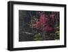 Vermont Scenic-null-Framed Photographic Print