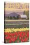 Vermont - Tulip Fields-Lantern Press-Stretched Canvas