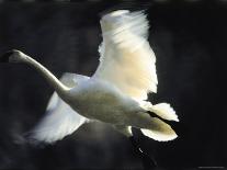 Trumpeter Swan in Flight-Vernon Merritt III-Photographic Print