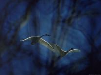 Trumpeter Swan in Flight-Vernon Merritt III-Photographic Print