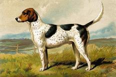 Irish Terrier-Vero Shaw-Art Print