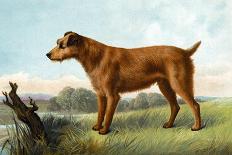 Irish Terrier-Vero Shaw-Art Print