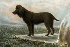 Skye Terriers-Vero Shaw-Art Print