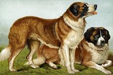 Rough Coated St. Bernards-Vero Shaw-Art Print