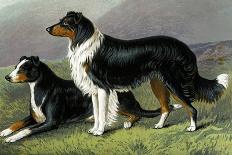 Skye Terriers-Vero Shaw-Art Print