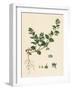 Veronica Agrestis Green Procumbent Speedwell-null-Framed Giclee Print