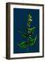 Veronica Alpina; Erect Alpine Speedwell-null-Framed Giclee Print