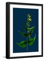 Veronica Alpina; Erect Alpine Speedwell-null-Framed Giclee Print