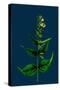 Veronica Alpina; Erect Alpine Speedwell-null-Stretched Canvas