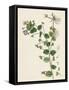 Veronica Buxbaumii Buxbaum's Speedwell-null-Framed Stretched Canvas