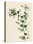 Veronica Buxbaumii Buxbaum's Speedwell-null-Stretched Canvas