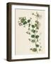 Veronica Buxbaumii Buxbaum's Speedwell-null-Framed Giclee Print