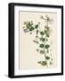 Veronica Buxbaumii Buxbaum's Speedwell-null-Framed Giclee Print