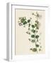 Veronica Buxbaumii Buxbaum's Speedwell-null-Framed Giclee Print