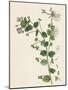 Veronica Buxbaumii Buxbaum's Speedwell-null-Mounted Giclee Print