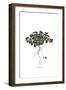 Veronica glauca, Flora Graeca-Ferdinand Bauer-Framed Giclee Print