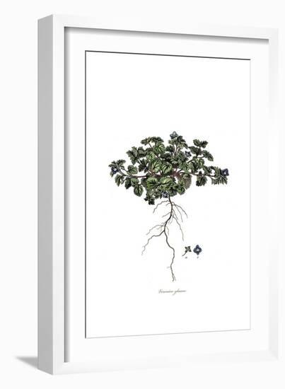 Veronica glauca, Flora Graeca-Ferdinand Bauer-Framed Giclee Print