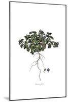 Veronica glauca, Flora Graeca-Ferdinand Bauer-Mounted Giclee Print