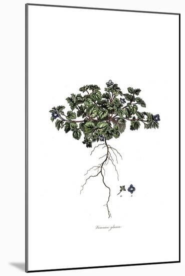 Veronica glauca, Flora Graeca-Ferdinand Bauer-Mounted Giclee Print