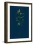 Veronica Humifusa; Prostrate Smooth Speedwell-null-Framed Giclee Print