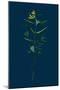 Veronica Humifusa; Prostrate Smooth Speedwell-null-Mounted Giclee Print