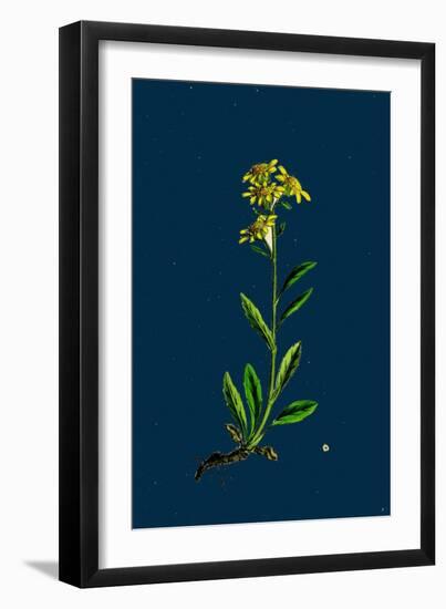 Veronica Montana; Mountain Speedwell-null-Framed Giclee Print