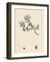 Veronica Saxatilis Blue Rock Speedwell-null-Framed Giclee Print