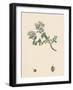 Veronica Saxatilis Blue Rock Speedwell-null-Framed Giclee Print