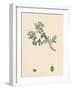 Veronica Saxatilis Blue Rock Speedwell-null-Framed Giclee Print