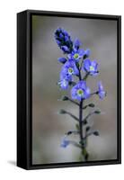 (Veronica Sp) in Flower, Mount Cheget, Caucasus, Russia, June 2008-Schandy-Framed Stretched Canvas