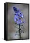 (Veronica Sp) in Flower, Mount Cheget, Caucasus, Russia, June 2008-Schandy-Framed Stretched Canvas