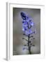 (Veronica Sp) in Flower, Mount Cheget, Caucasus, Russia, June 2008-Schandy-Framed Photographic Print